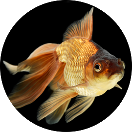 Goldfish Tetra